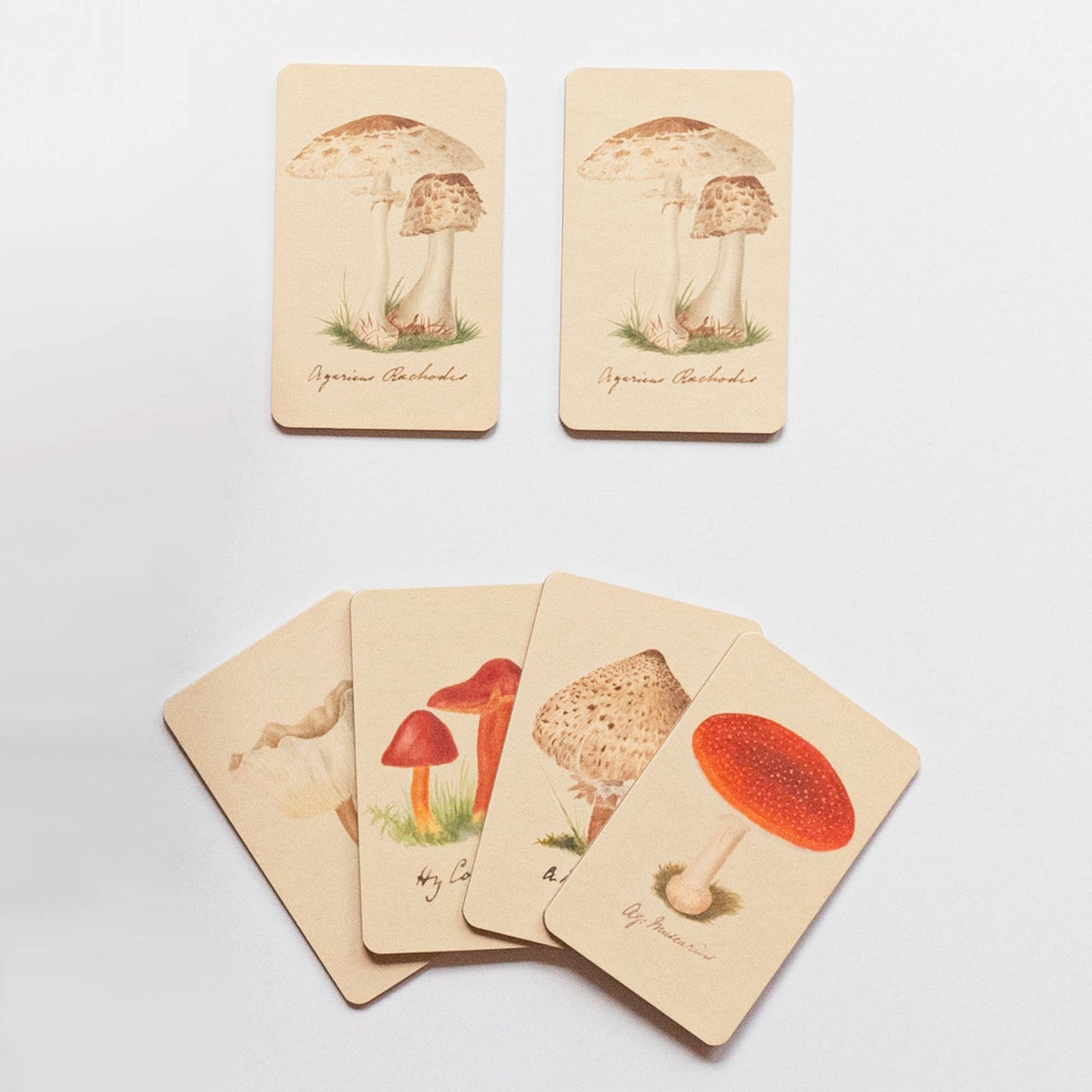 Fungi/Mushroom Matching Game from Roomytown